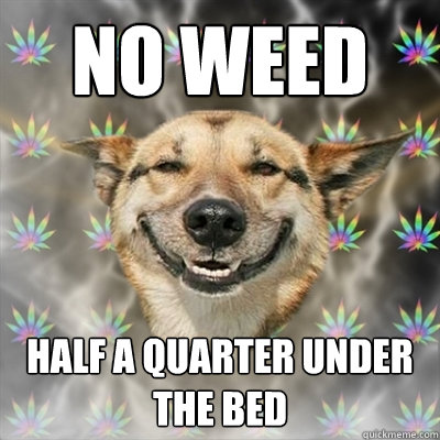 No weed Half a quarter under the bed  Stoner Dog