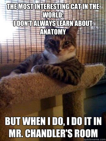 THE MOST INTERESTING CAT IN the world:
I don't always learn about anatomy but when I do, I do it in Mr. Chandler's Room  The Most Interesting Cat in the World