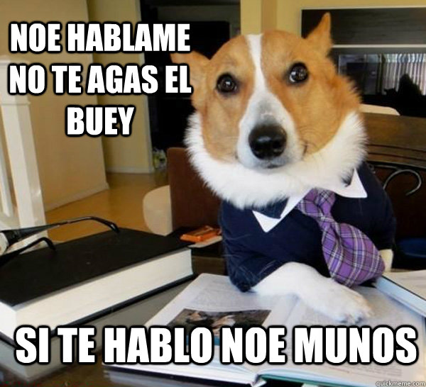 noe hablame no te agas el buey si te hablo noe munos  Lawyer Dog