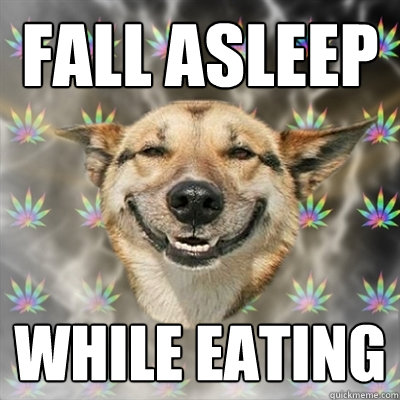 fall asleep while eating  Stoner Dog