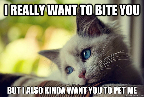 I really want to bite you but I also kinda want you to pet me  First World Problems Cat