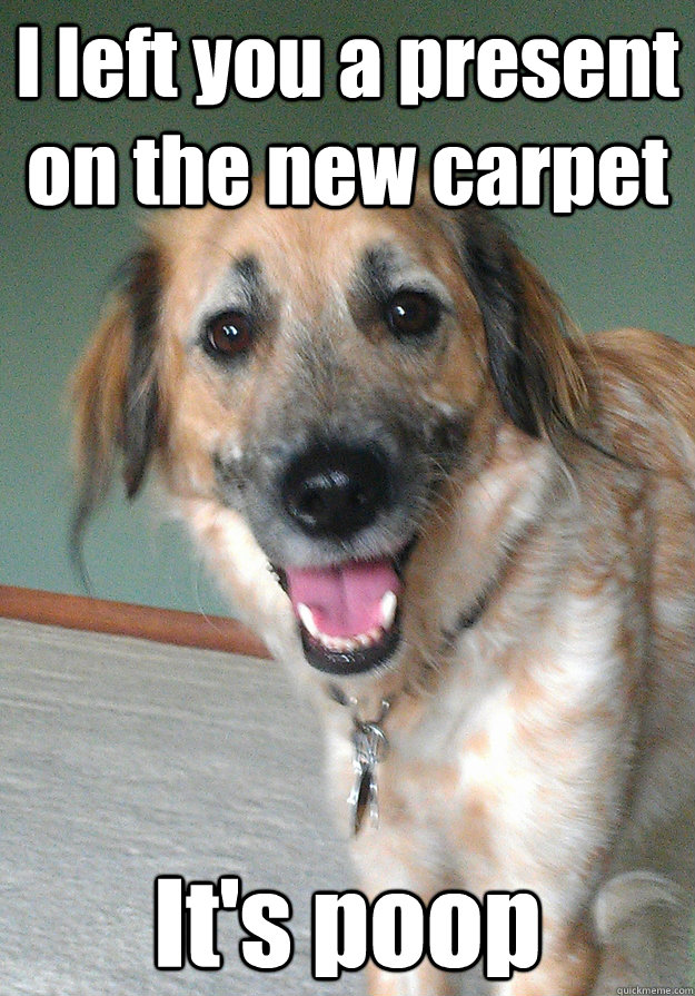 I left you a present on the new carpet It's poop - I left you a present on the new carpet It's poop  Apathetic Dog