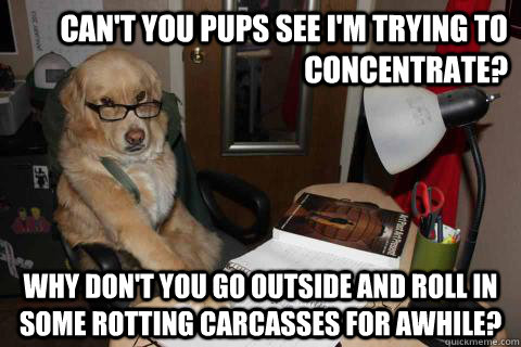 Can't you pups see I'm trying to concentrate? Why don't you go outside and roll in some rotting carcasses for awhile?  Financial Advice Dog