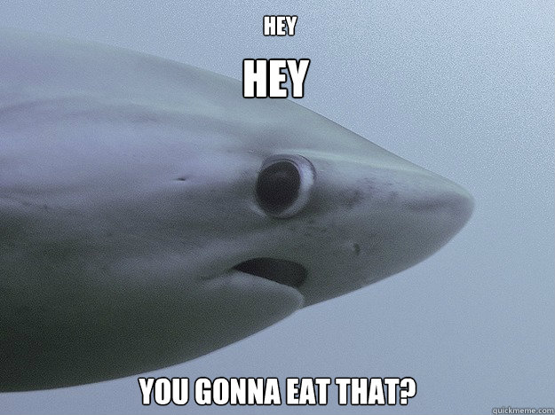 hey you gonna eat that?
 Hey - hey you gonna eat that?
 Hey  Shy Shark
