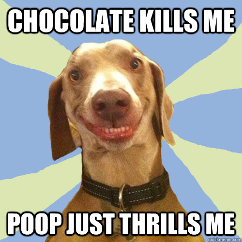 chocolate kills me poop just thrills me  Disgusting Doggy