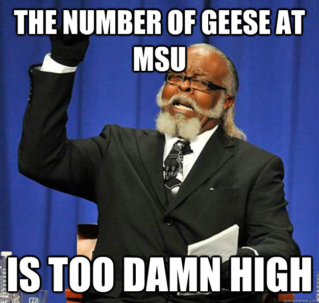 The number of geese at MSU Is too damn high - The number of geese at MSU Is too damn high  Jimmy McMillan