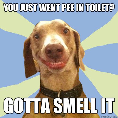 you just went pee in toilet? gotta smell it  Disgusting Doggy