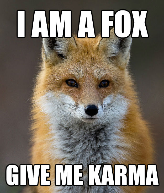 I AM A FOX GIVE ME KARMA  Fun Fact Fox