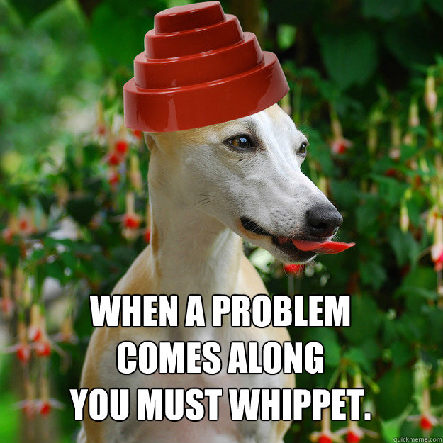 When a problem comes along
you must whippet. - When a problem comes along
you must whippet.  Whippet