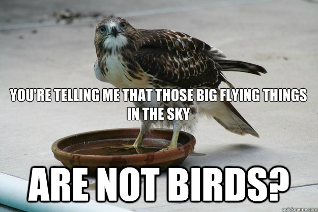 you're telling me that those big flying things in the sky are not birds?  surprised falcon