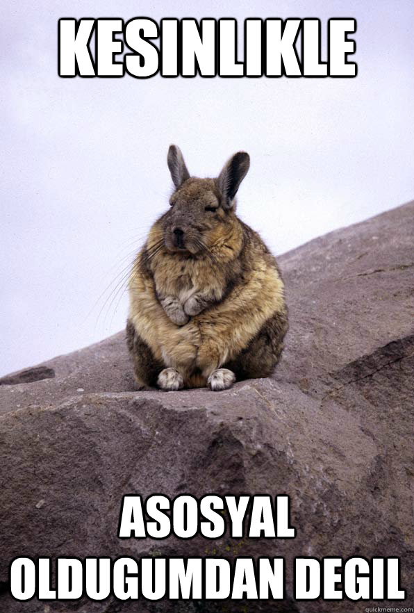 kesinlikle asosyal oldugumdan degil  Wise Wondering Viscacha