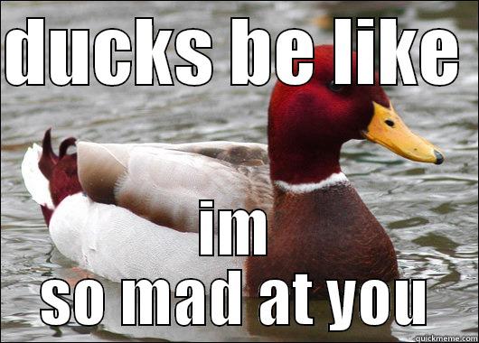 DUCKS BE LIKE  IM SO MAD AT YOU Malicious Advice Mallard