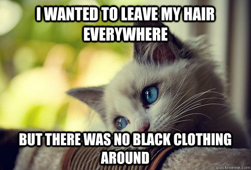 I wanted to leave my hair everywhere but there was no black clothing around - I wanted to leave my hair everywhere but there was no black clothing around  First World Cat Problems