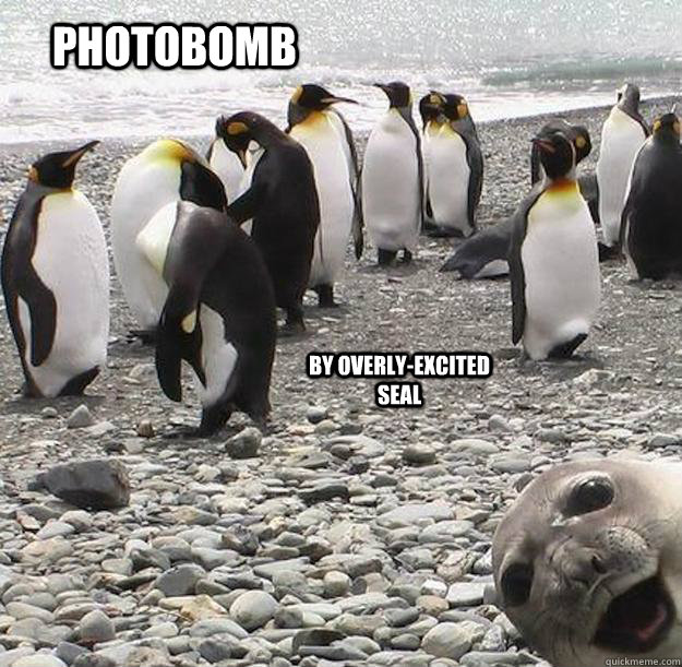 Photobomb by overly-excited seal  