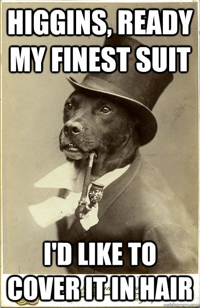 higgins, ready my finest suit i'd like to cover it in hair  Old Money Dog