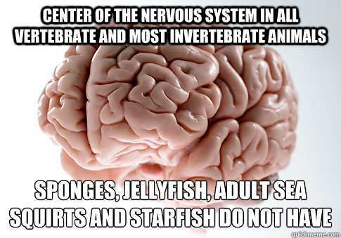 center of the nervous system in all vertebrate and most invertebrate animals sponges, jellyfish, adult sea squirts and starfish do not have one  Scumbag Brain