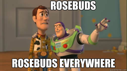 Rosebuds rosebuds everywhere  Everywhere