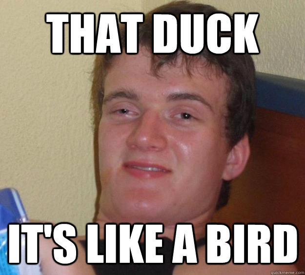 That Duck It's like a bird  10 Guy