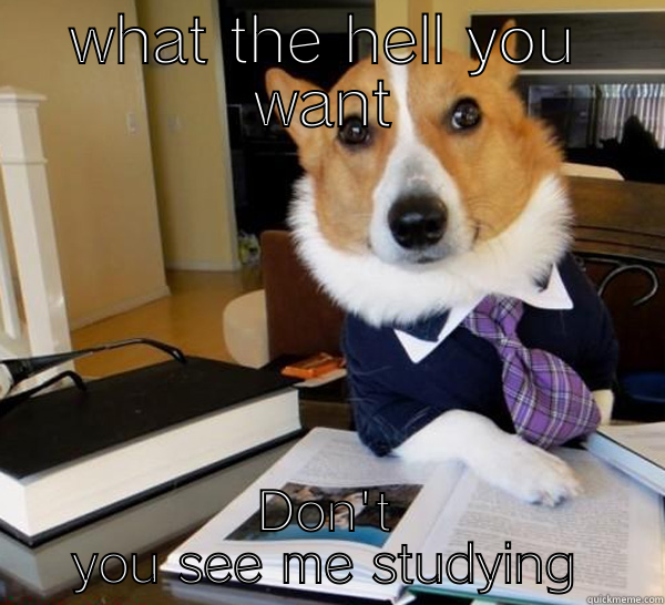 WHAT THE HELL YOU WANT DON'T YOU SEE ME STUDYING Lawyer Dog