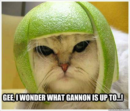 Gee, i wonder what gannon is up to...!  Melon head cat