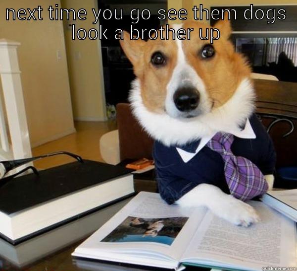 NEXT TIME YOU GO SEE THEM DOGS LOOK A BROTHER UP  Lawyer Dog