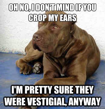 Oh no, I don't mind if you crop my ears I'm pretty sure they were vestigial, anyway  Passive Aggressive Dog