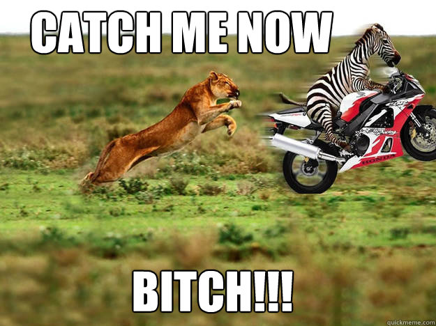 Catch me now BITCH!!!  Zebra