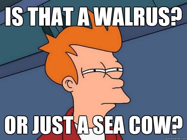 Is that a walrus? or just a sea cow?  Futurama Fry