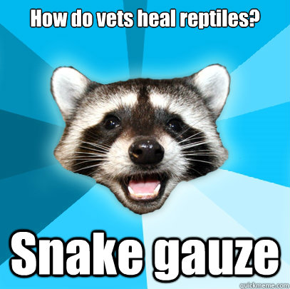 How do vets heal reptiles? Snake gauze  Lame Pun Coon