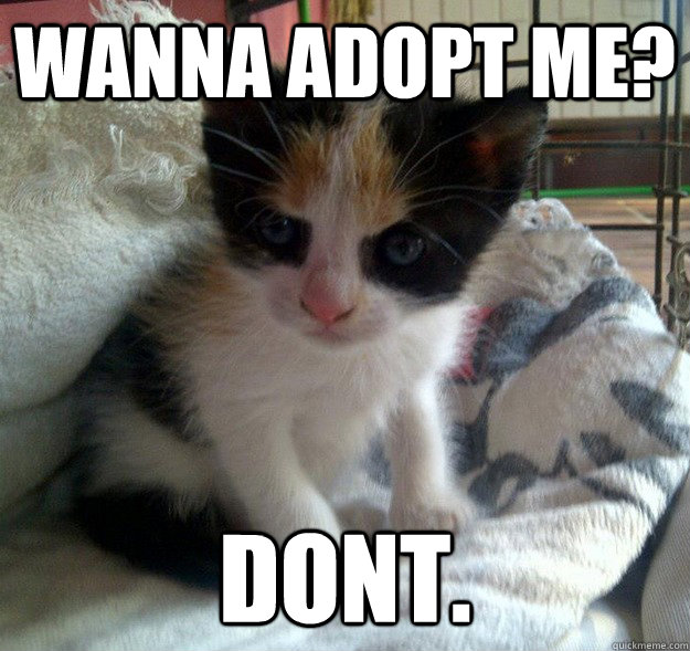 wanna adopt me? dont. - wanna adopt me? dont.  Grumpy Kitty says no.