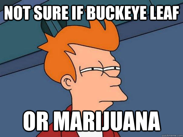 Not sure if buckeye leaf Or Marijuana - Not sure if buckeye leaf Or Marijuana  Futurama Fry