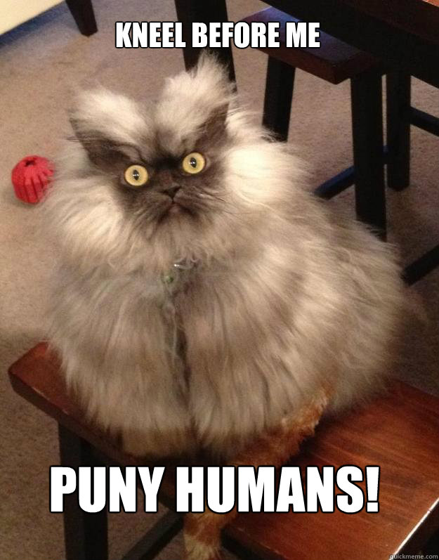 kneel before me puny humans! - kneel before me puny humans!  Colonel Meow