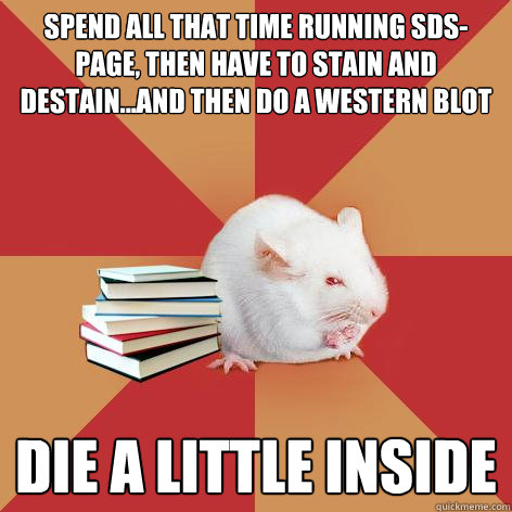 spend all that time running sds-page, then have to stain and destain...and then do a western blot die a little inside  Science Major Mouse