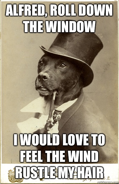 Alfred, roll down the window  I would love to feel the wind rustle my hair  - Alfred, roll down the window  I would love to feel the wind rustle my hair   Old Money Dog