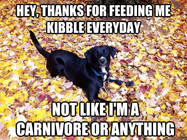 Hey, thanks for feeding me kibble everyday Not like I'm a carnivore or anything - Hey, thanks for feeding me kibble everyday Not like I'm a carnivore or anything  Guilt Giving Good Dog