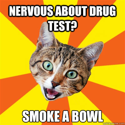 nervous about drug test? smoke a bowl  Bad Advice Cat