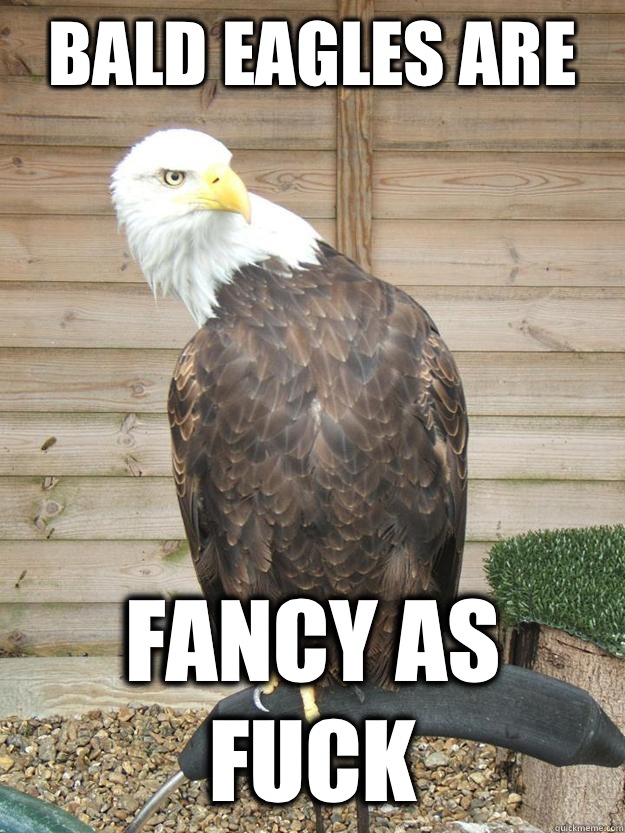 Bald eagles are fancy as fuck - Bald eagles are fancy as fuck  Sassy Bald Eagle