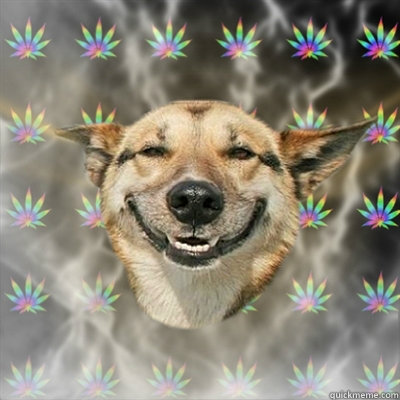    Stoner Dog