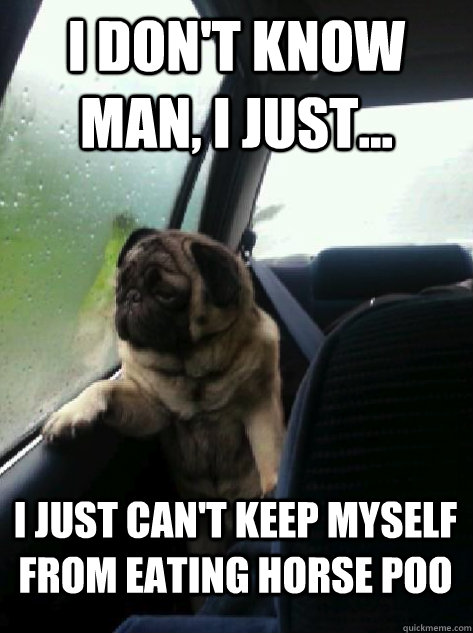 I don't know man, I just... i just can't keep myself from eating horse poo  Introspective Pug