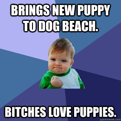 Brings new puppy to dog beach. Bitches love puppies.  Success Kid