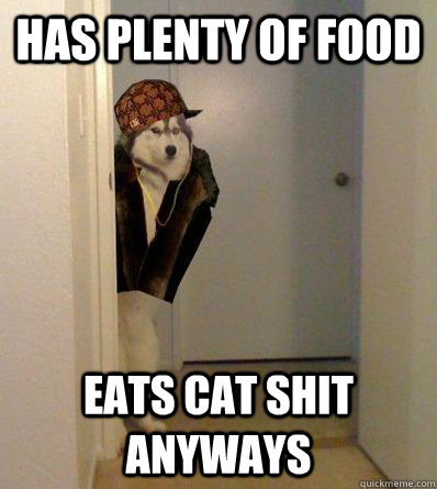 HAS PLENTY OF FOOD EATS CAT SHIT ANYWAYS  Scumbag dog