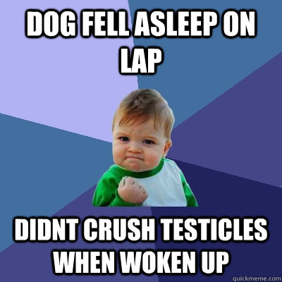 Dog fell asleep on lap didnt crush testicles when woken up  Success Kid