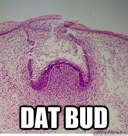  Dat Bud  Histology Bud