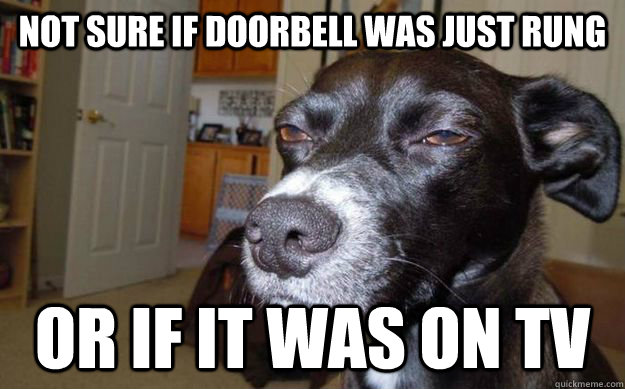 Not sure if doorbell was just rung or if it was on tv  Skeptical Mutt