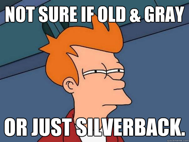 Not sure if old & gray or just silverback.  Futurama Fry