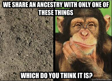 We share an ancestry with only one of these things Which do you think it is? - We share an ancestry with only one of these things Which do you think it is?  Evolve