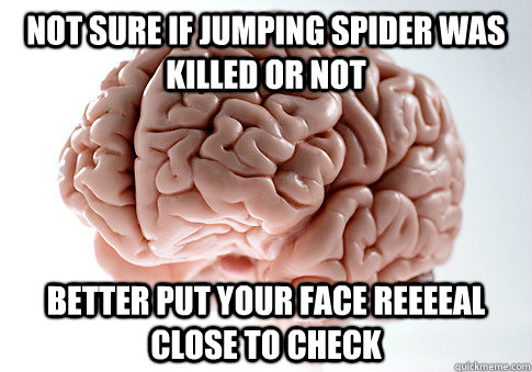 NOT SURE IF JUMPING SPIDER WAS KILLED OR NOT BETTER PUT YOUR FACE REEEEAL CLOSE TO CHECK   Scumbag Brain