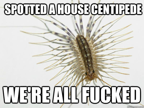 Spotted A House Centipede  We're All Fucked  House Centipede