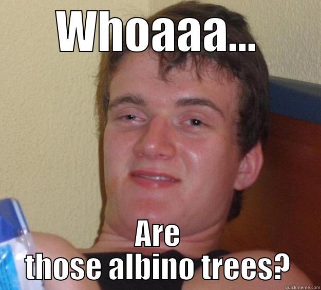 My cousin posts a picture of himself in front of some white cherry blossoms.  This is my reaction. - WHOAAA... ARE THOSE ALBINO TREES? 10 Guy