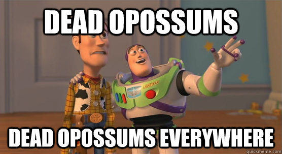 Dead opossums Dead opossums everywhere  Toy Story Everywhere